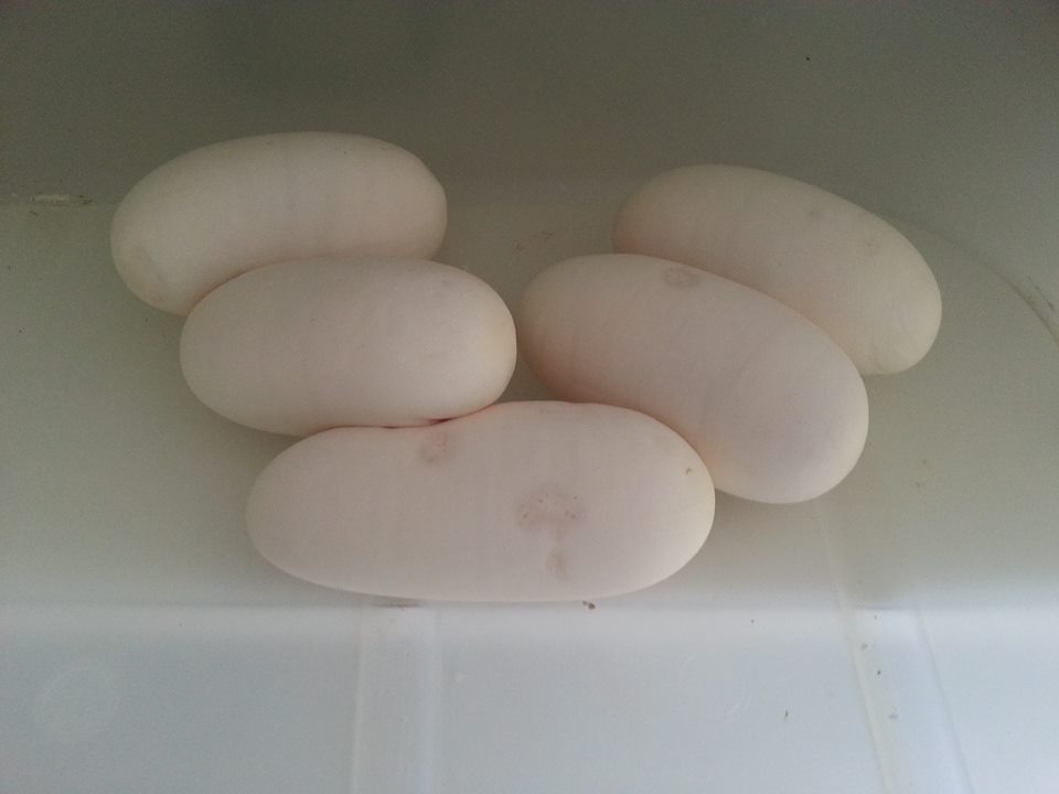 bumblebee x vanilla pastel.jpg2.jpg3.jpg