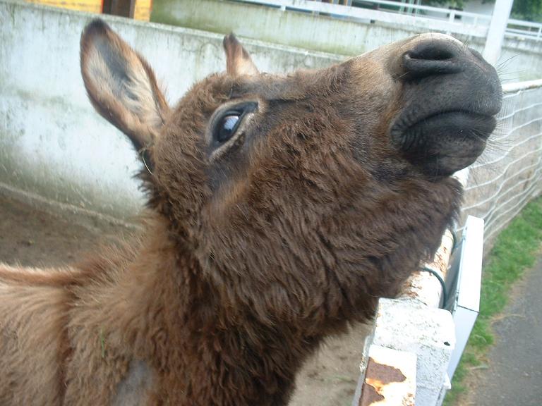 Burro santillana.JPG