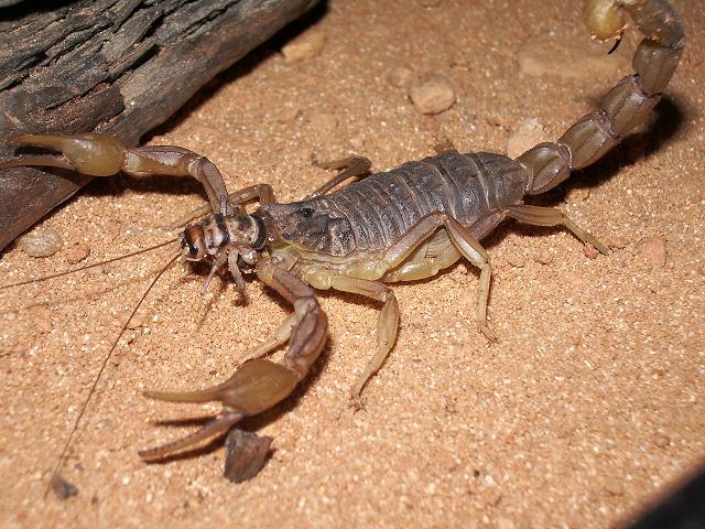 buthus occitanus.JPG