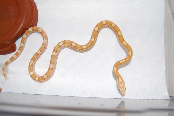 butter motley 07 H.JPG