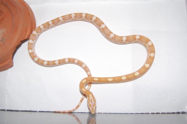 butter motley 07 M.JPG