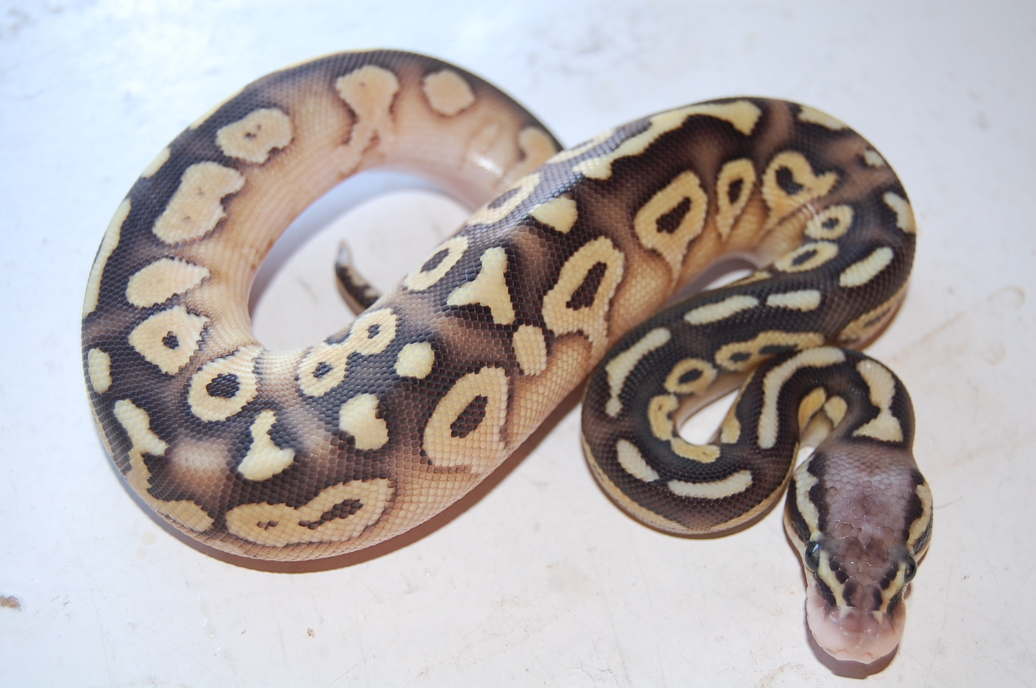 Butter pastel (3).JPG