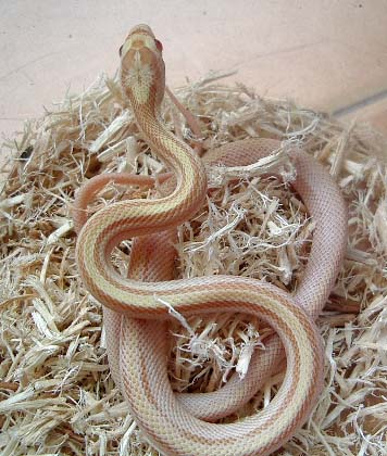 butter striped hembra.jpg