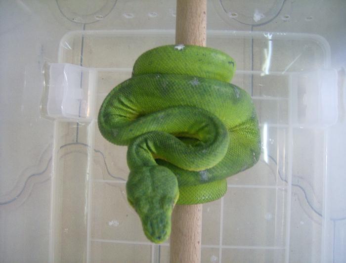 c. caninus macho04.JPG