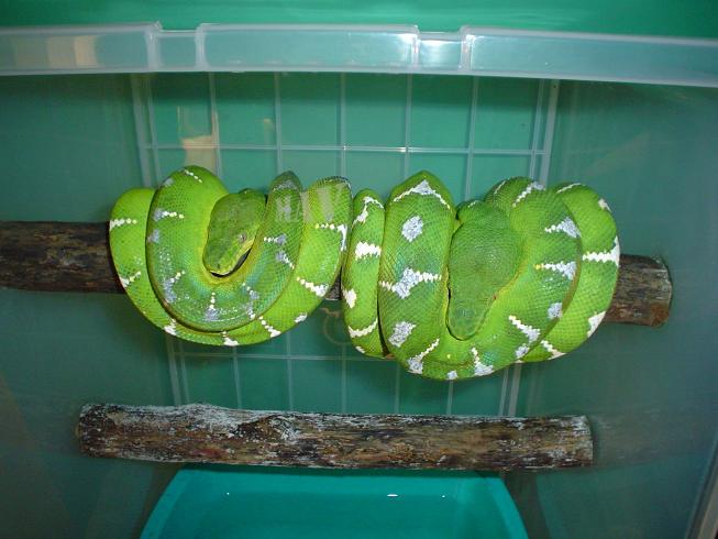 C.caninus. Pareja (11).JPG