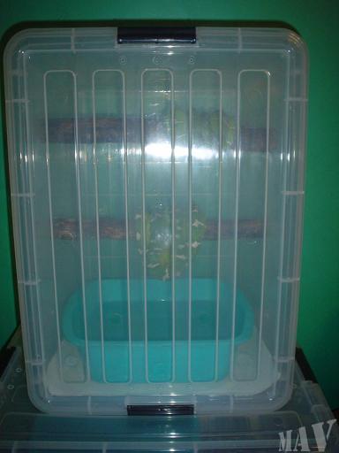 C.caninus. Pareja (25).JPG