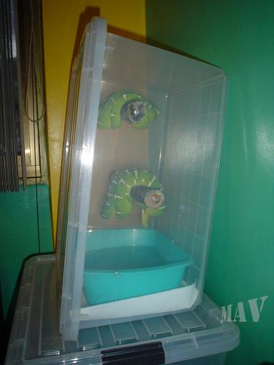 C.caninus. Pareja (26).JPG