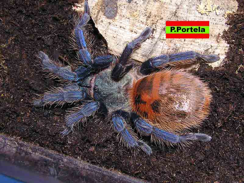 C.cyanopubescens 1asdf.jpg