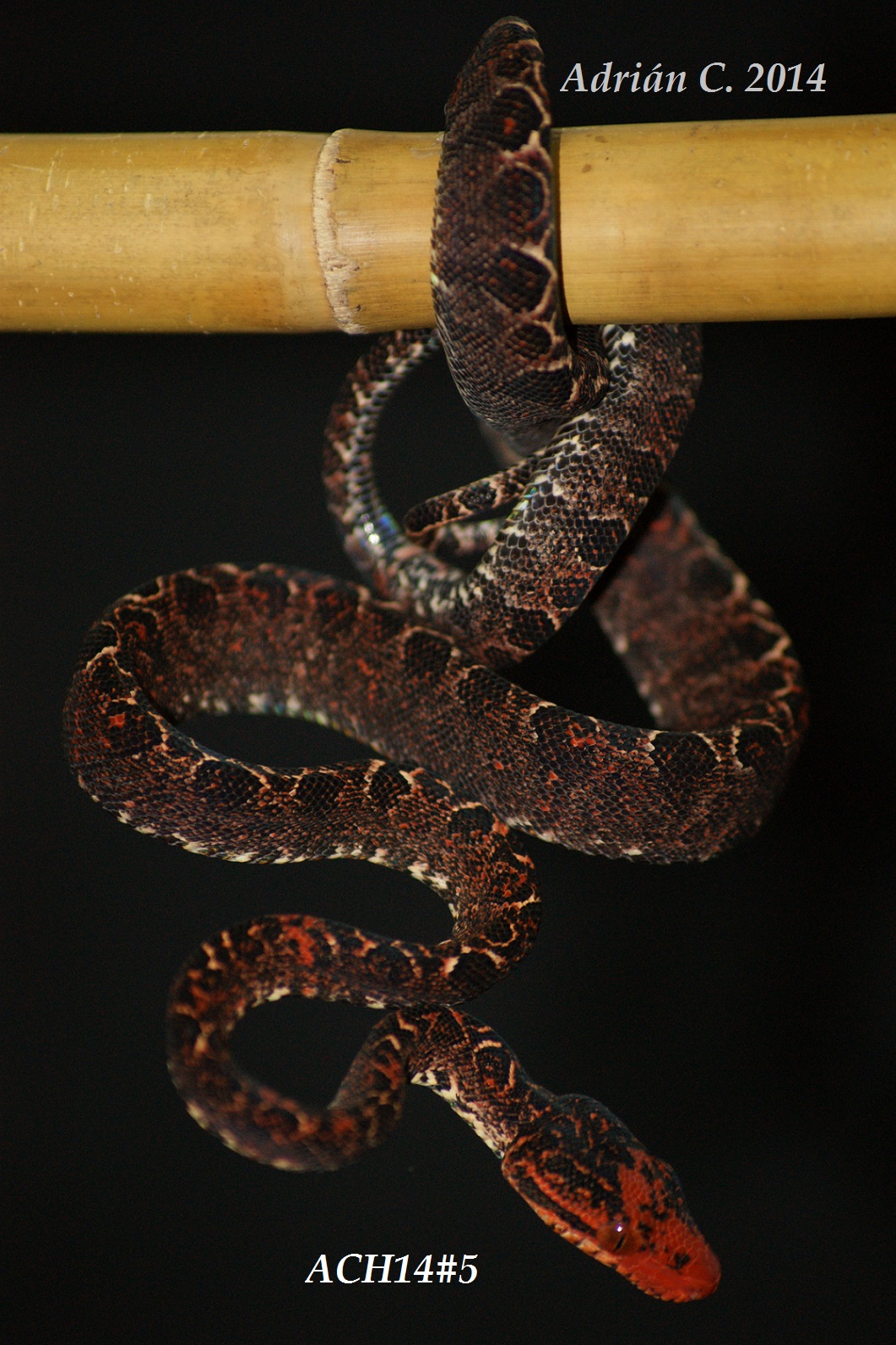 C.hortulanus Halloween Paradox.JPG