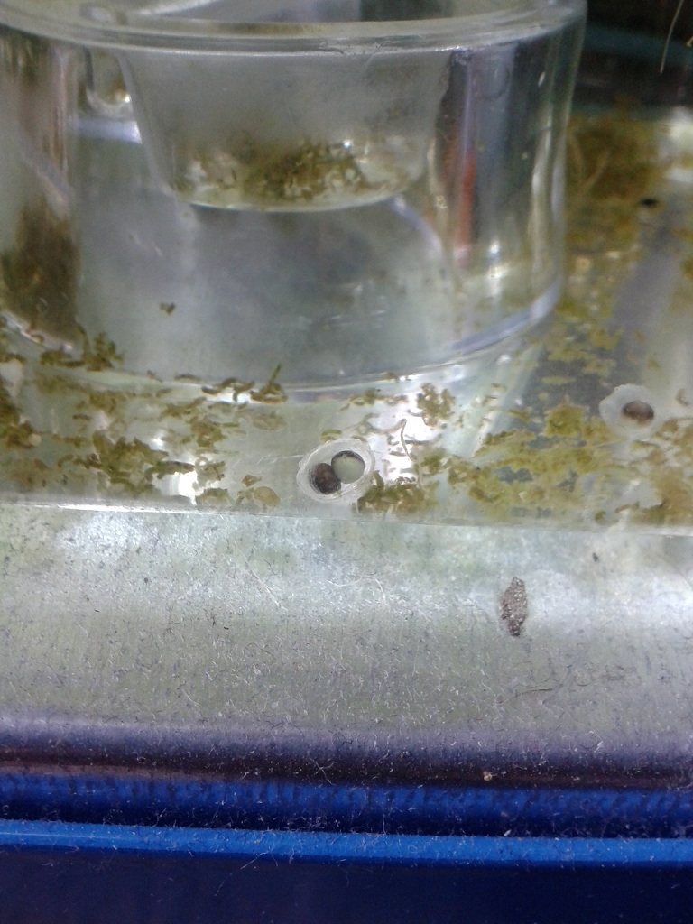 C.pyrrhogaster, gemelos.