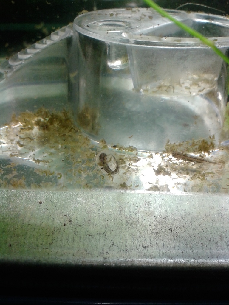 C.pyrrhogaster sasayamae, larvas.