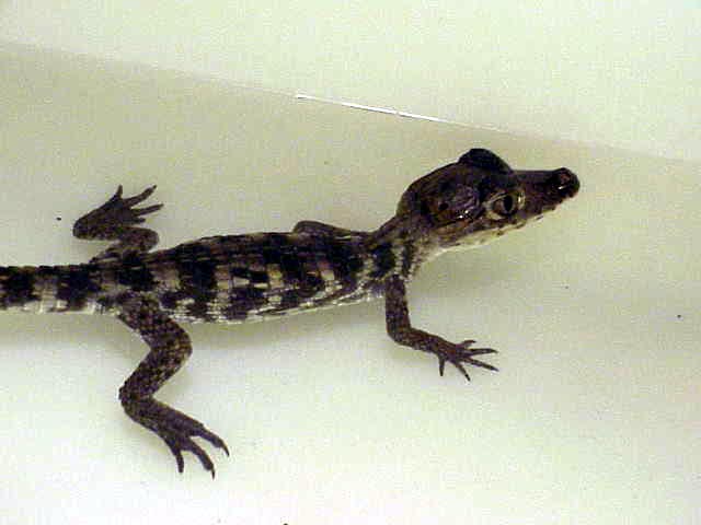 caiman%20spectacled%201.jpg