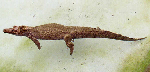 Caimán de anteojos 3.jpg