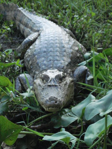 caiman.JPG