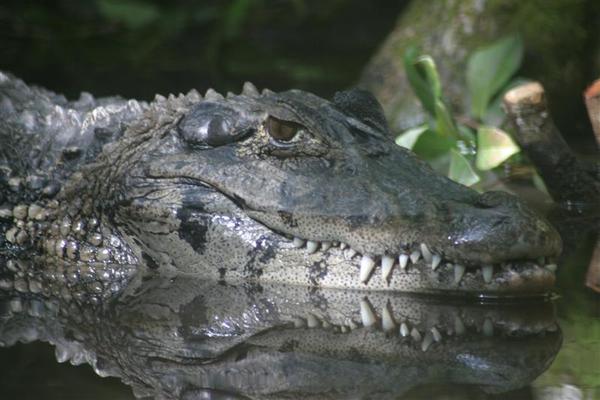 Caimán Negro Melanosuchus Niger.jpg