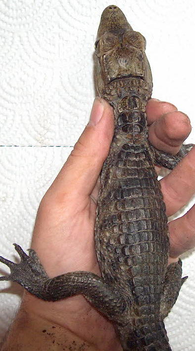 caiman1.JPG