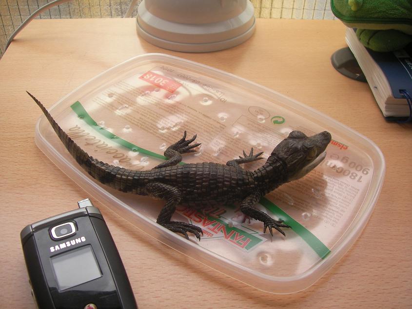 caimannn.JPG