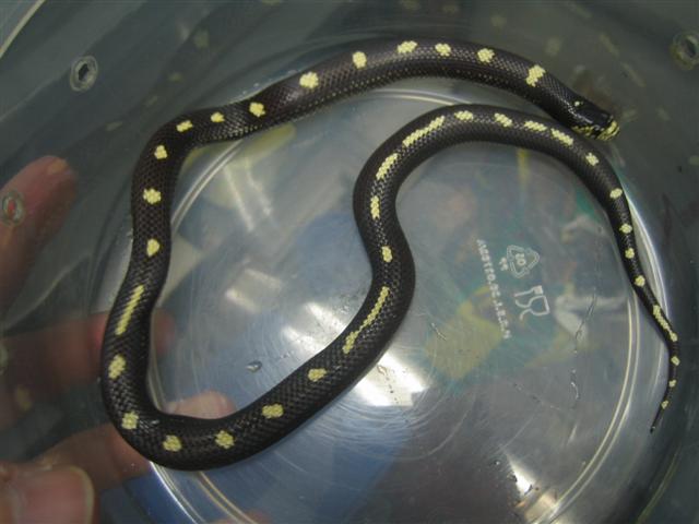 cali 001 (Small).jpg