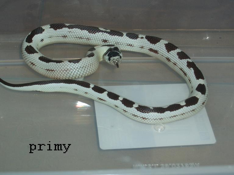 cali high white 1.JPG