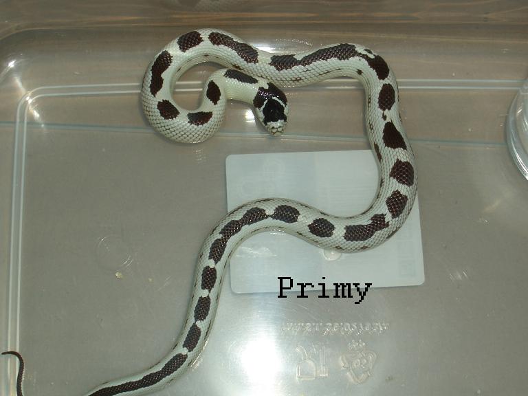 cali high white 2.JPG