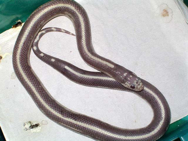 cali lavender stripped.jpg