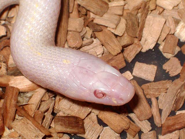 Cali snow cabeza.JPG