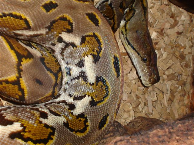 calico black.head (2).jpg