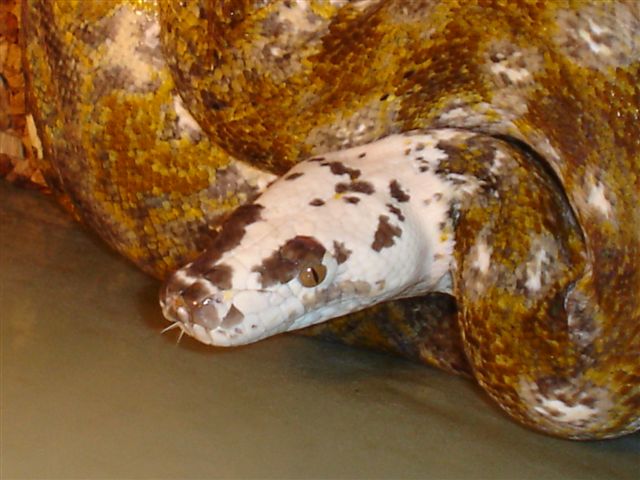 calico white.head.jpg