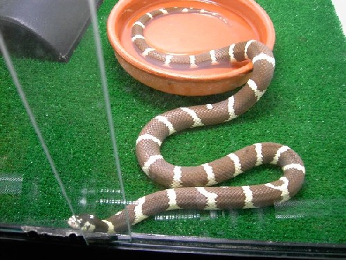 calif. anill.mach.mia marr 1.JPG