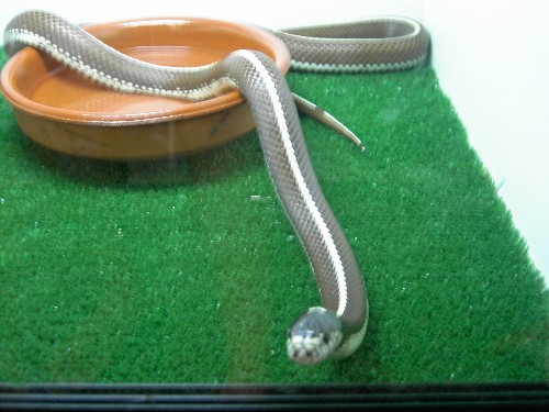 calif.stripped.mach.mia 2.JPG