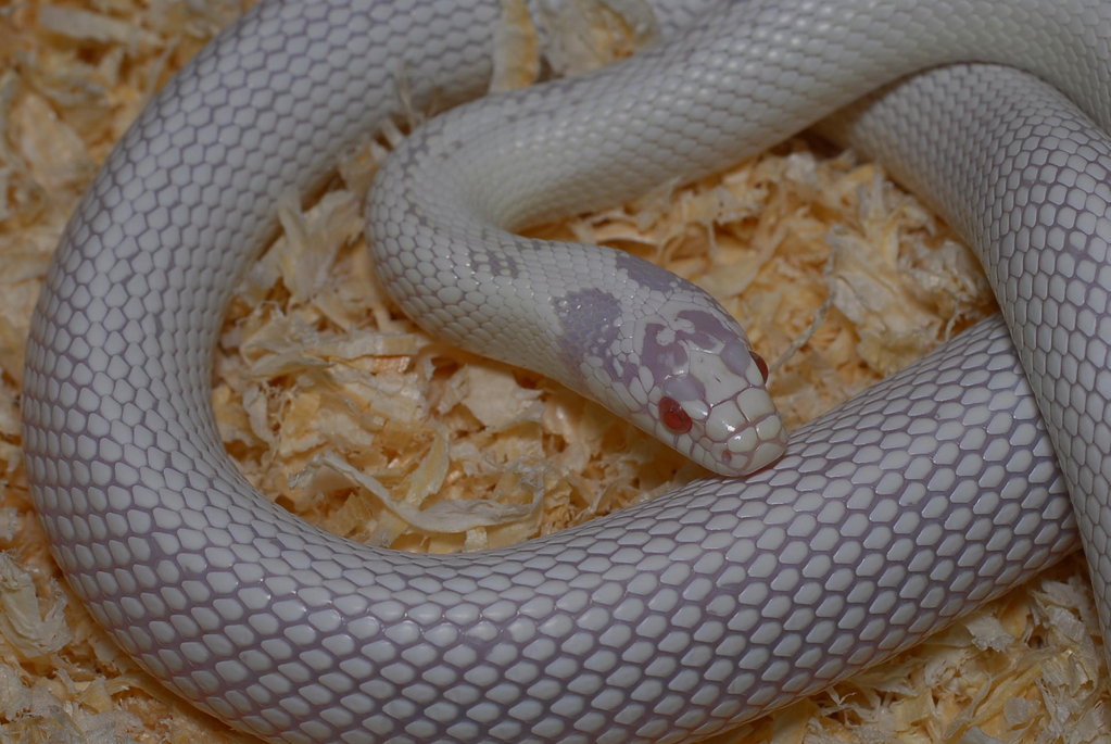 Californiae Albino white 3