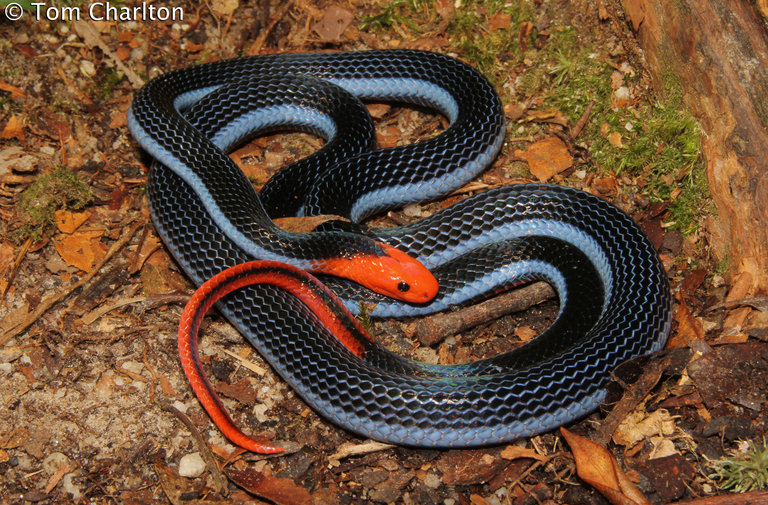 Calliophis bivirgata flaviceps