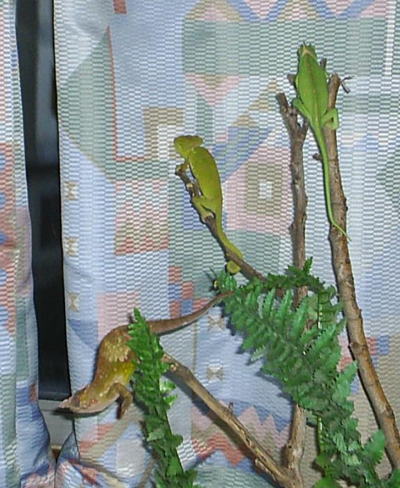 Calyp, Neng y Arwen (1).JPG