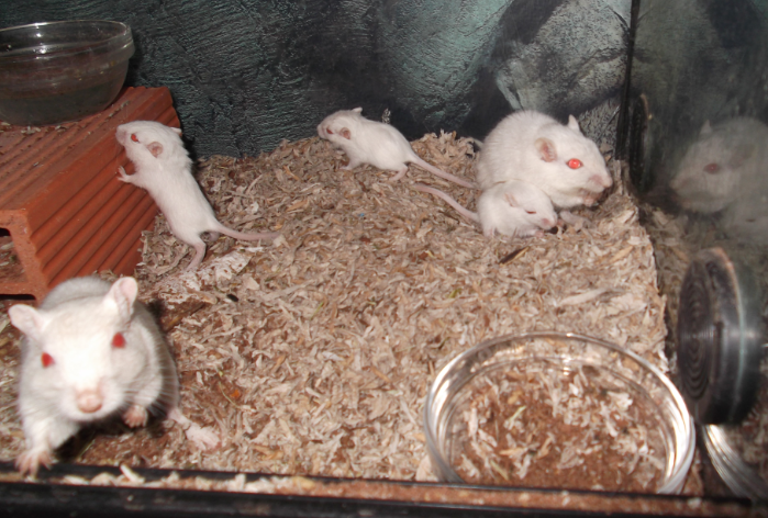 Camada jerbos blancos.PNG