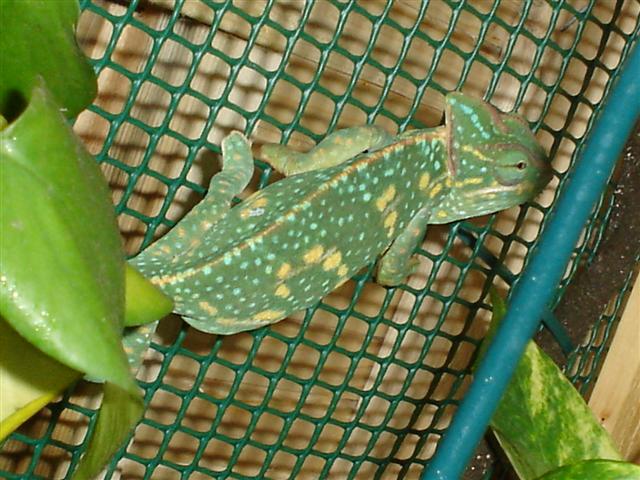 camaleo mascle aparellament 002 (Small).jpg