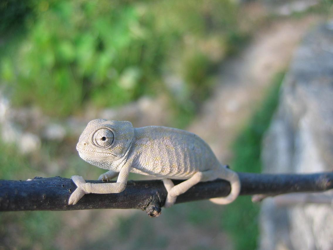 camaleon concurso.JPG