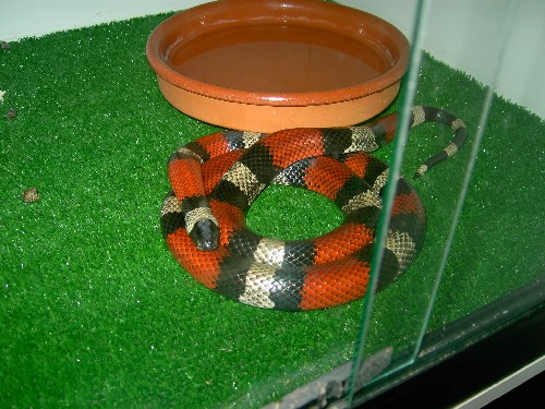 cambelli hemb. mia 1.JPG