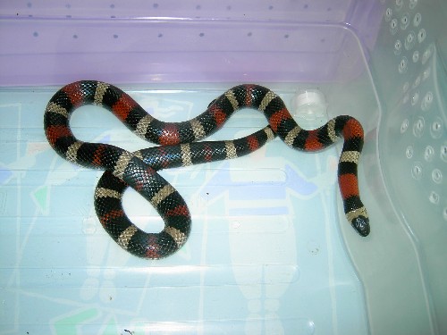 cambellis mach.mia.JPG