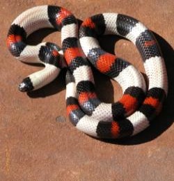 cammpbelli sock head pueblan male