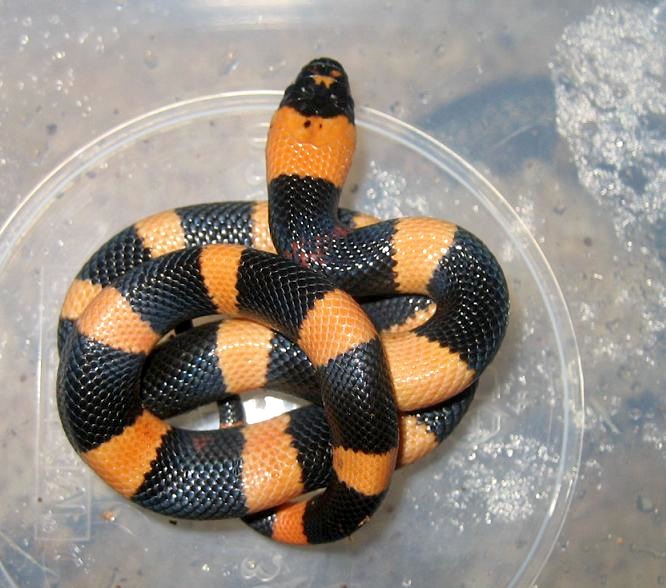 campbelli 'halloween' 2