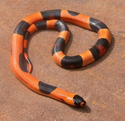 campbelli 'halloween' 3