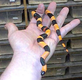 campbelli 'halloween'