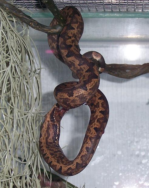 candoia bon apetite.JPG