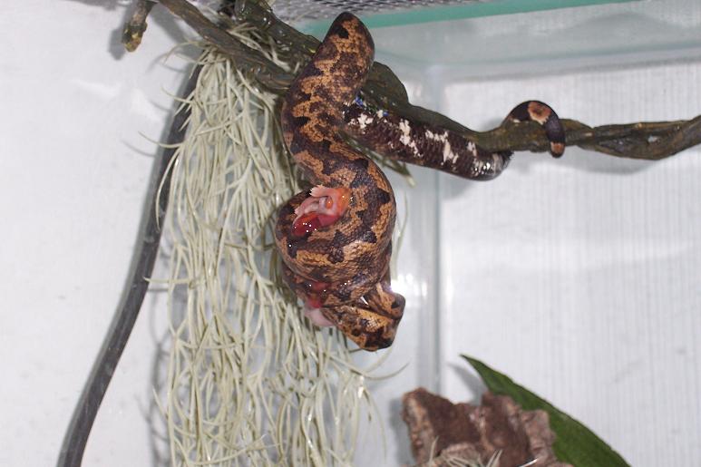 candoia constrictor jeje.JPG