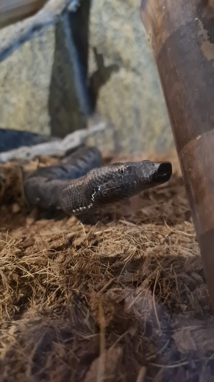 Candoia Paulsoni Paulsoni