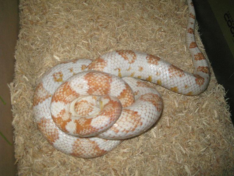 candy cane hembra.JPG