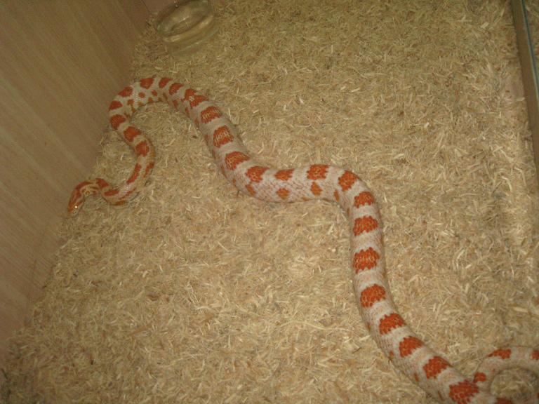 candy cane macho.JPG