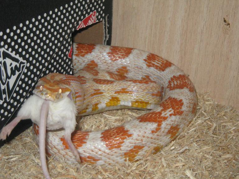 candy cane macho primer plano.JPG