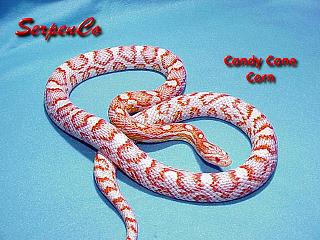candy cane roja.jpg