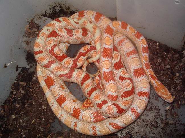 Candy cane x reverse okeetee 1.JPG